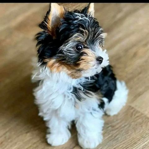 Yorkshire Terrier reinrassig Welpen