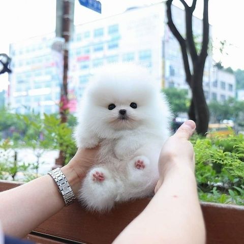 Pomeranian (Zwergspitz)