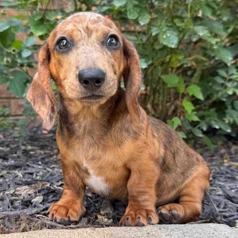 Exzellente Dackel Welpen Zwergdackel