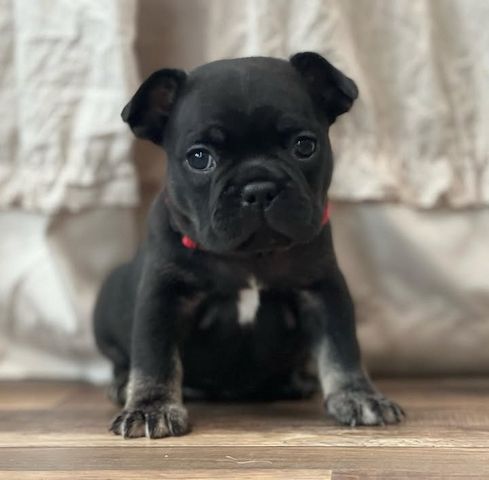 Französische Bulldogge