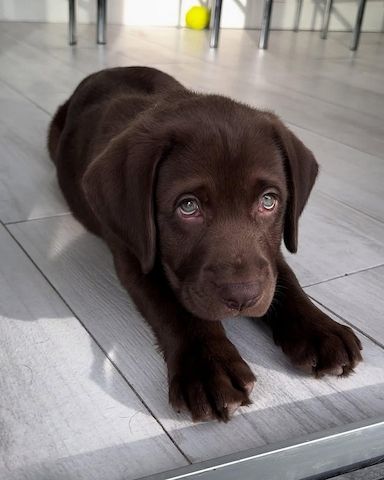 Labrador Welpen mit Ahnentafel vom Züchter