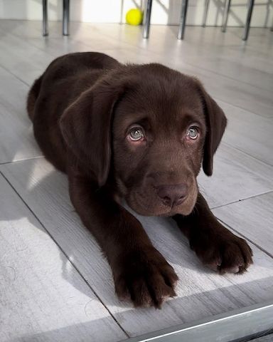 Labrador Welpen mit Ahnentafel vom Züchter