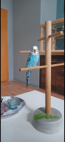 Wellensittiche
