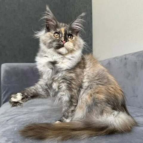 wunderschöne Maine-Coon-Kätzchen