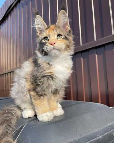 wunderschöne Maine-Coon-Kätzchen