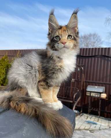 wunderschöne Maine-Coon-Kätzchen