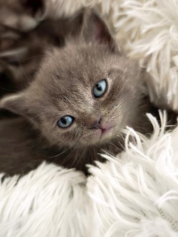 6 Britisch-Kurzhaar-Kitten aus liebevoller Aufzucht suchen ein Zuhause auf Lebenszeit