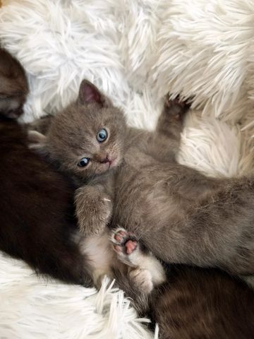 6 Britisch-Kurzhaar-Kitten aus liebevoller Aufzucht suchen ein Zuhause auf Lebenszeit