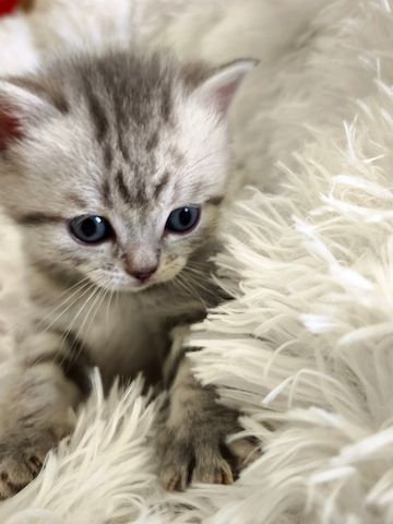 6 Britisch-Kurzhaar-Kitten aus liebevoller Aufzucht suchen ein Zuhause auf Lebenszeit