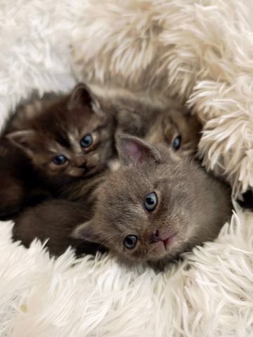 6 Britisch-Kurzhaar-Kitten aus liebevoller Aufzucht suchen ein Zuhause auf Lebenszeit