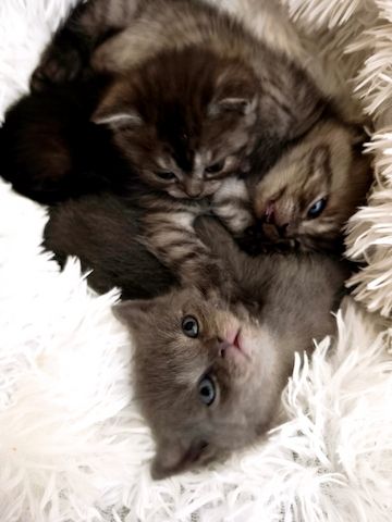 6 Britisch-Kurzhaar-Kitten aus liebevoller Aufzucht suchen ein Zuhause auf Lebenszeit