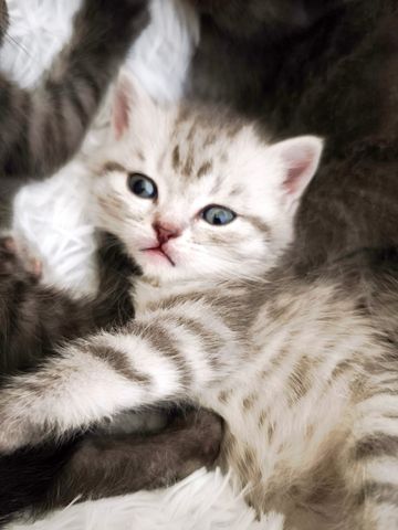 6 Britisch-Kurzhaar-Kitten aus liebevoller Aufzucht suchen ein Zuhause auf Lebenszeit