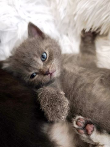 6 Britisch-Kurzhaar-Kitten aus liebevoller Aufzucht suchen ein Zuhause auf Lebenszeit