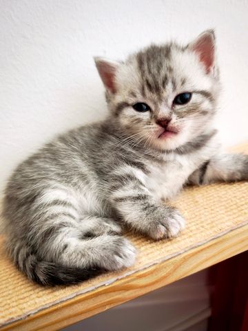 6 Britisch-Kurzhaar-Kitten aus liebevoller Aufzucht suchen ein Zuhause auf Lebenszeit