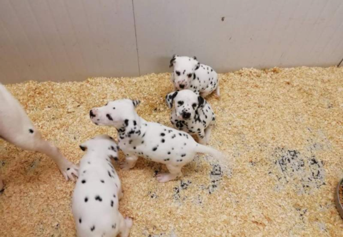 Reinrassiger Dalmatiner Welpen