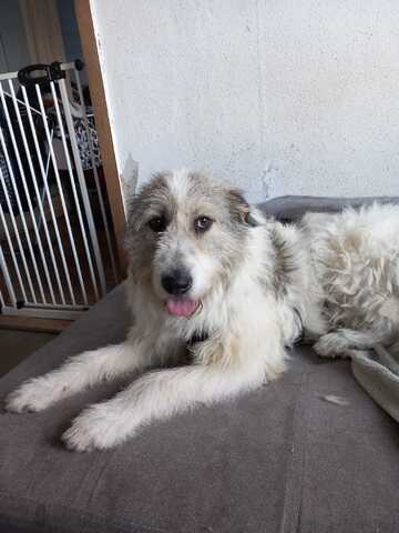 Liebenswerte Sarah sucht ihr für immer Zuhause