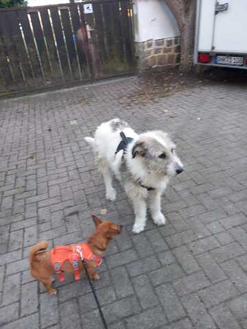 Liebenswerte Sarah sucht ihr für immer Zuhause