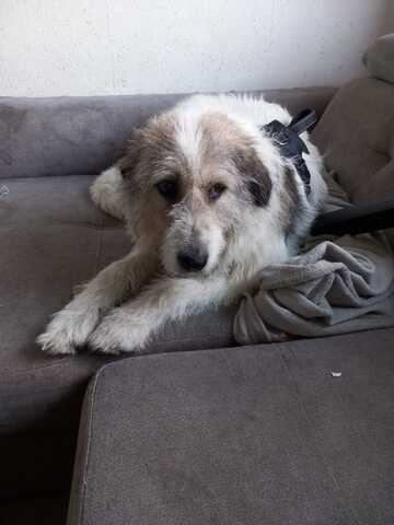 Liebenswerte Sarah sucht ihr für immer Zuhause