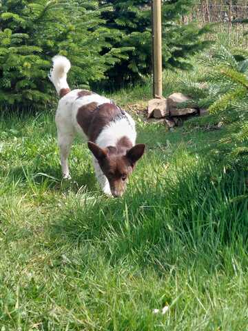 Cleo - kleine Terrierseele mit großem Herz sucht ihr Zuhause