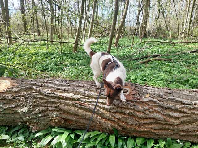 Cleo - kleine Terrierseele mit großem Herz sucht ihr Zuhause