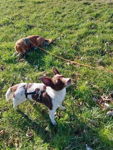 Cleo - kleine Terrierseele mit großem Herz sucht ihr Zuhause