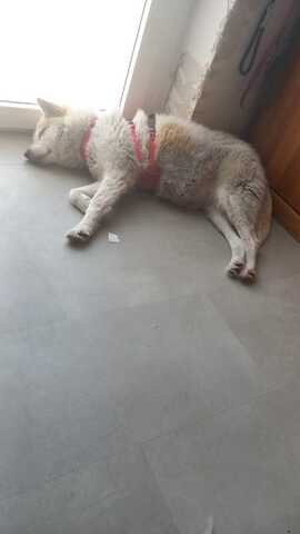 Mary Ann hofft auf eine 2 Chance bei ihren Menschen