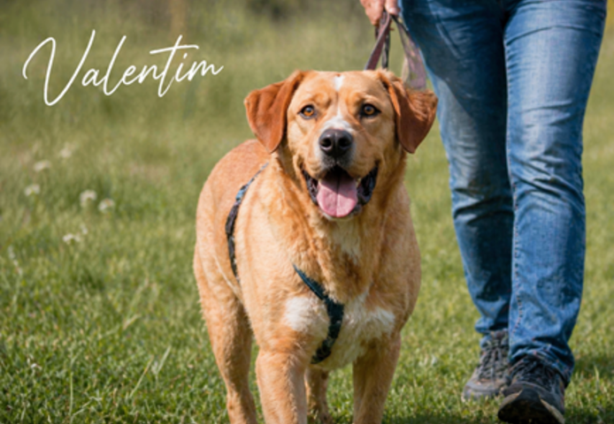 Valentim - ein Powerpaket