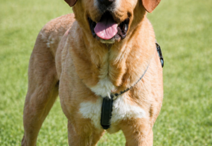 Valentim - ein Powerpaket