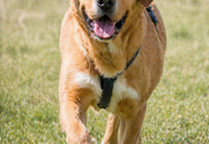 Valentim - ein Powerpaket