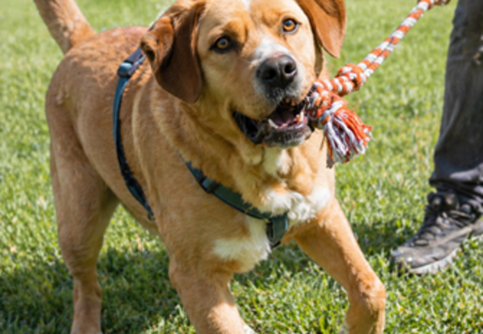 Valentim - ein Powerpaket