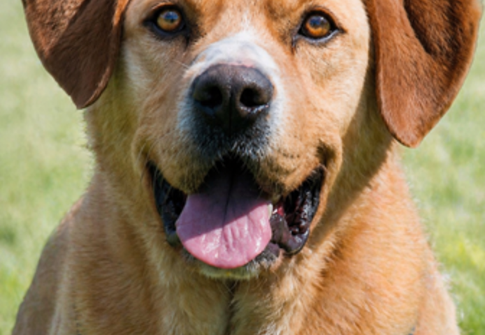 Valentim - ein Powerpaket