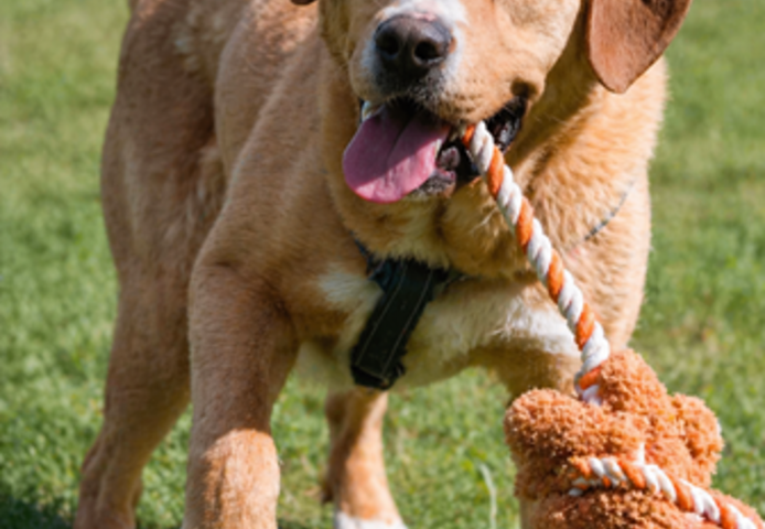 Valentim - ein Powerpaket