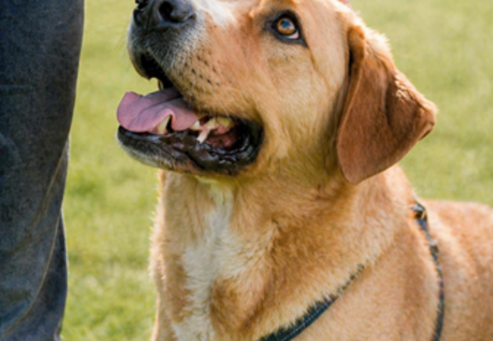 Valentim - ein Powerpaket