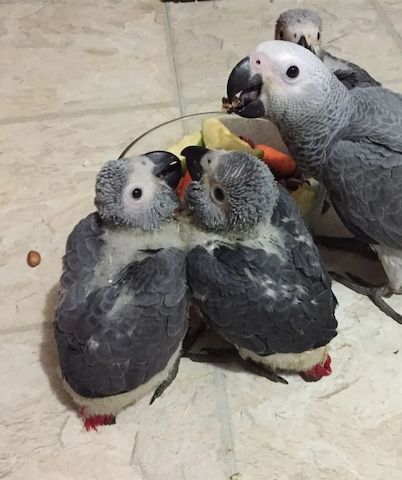 Drei junge Graupapageien zu verkaufen. Sie sind sehr gesund.