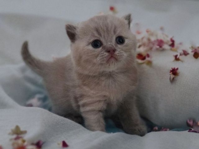 Reinrassige Bkh Kitten