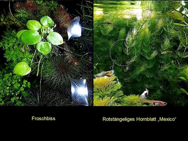 Froschbiss, Rotstängeliges Hornblatt  (ab 3€)