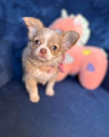 Chihuahua-Welpen suchen ein liebevolles Zuhause für immer! 🐾