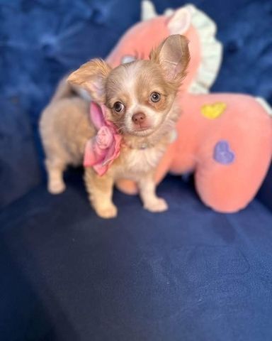 Chihuahua-Welpen suchen ein liebevolles Zuhause für immer! 🐾