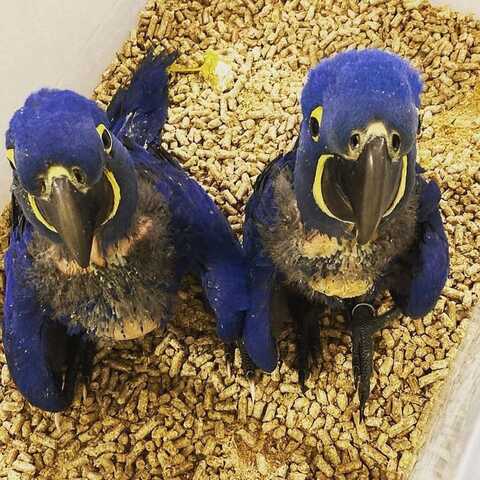 Wunderschöne Graupapageien suchen ein liebevolles Zuhause für immer! 🐾