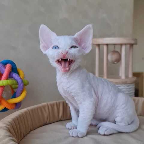 Wir haben wunderschöne Devon Rex-Kätzchen, die ein liebevolles Zuhause suchen! 🐾