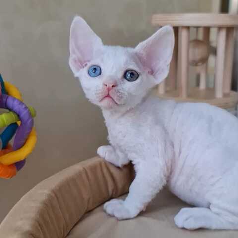 Wir haben wunderschöne Devon Rex-Kätzchen, die ein liebevolles Zuhause suchen! 🐾