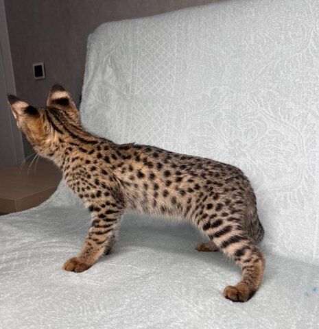 Wir haben wunderschöne Savannah-Kätzchen, die ein liebevolles Zuhause suchen!