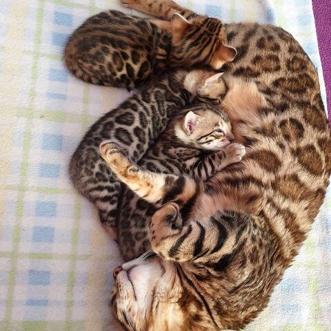 Wir haben wunderschöne Bengal-Kätzchen, die ein liebevolles Zuhause suchen! 🐾