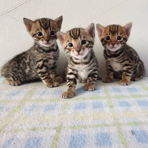 Wir haben wunderschöne Bengal-Kätzchen, die ein liebevolles Zuhause suchen! 🐾