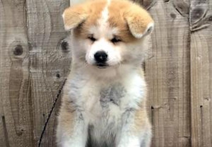 Akita-Welpen.