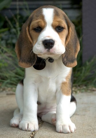 Beagle-Welpen zu verkaufen.