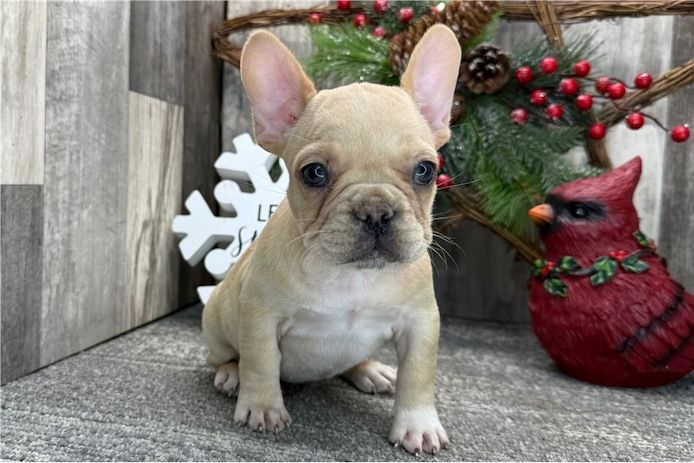 Das süßeste Französische-Bulldoggen-Welpenmädchen sucht ein Zuhause.