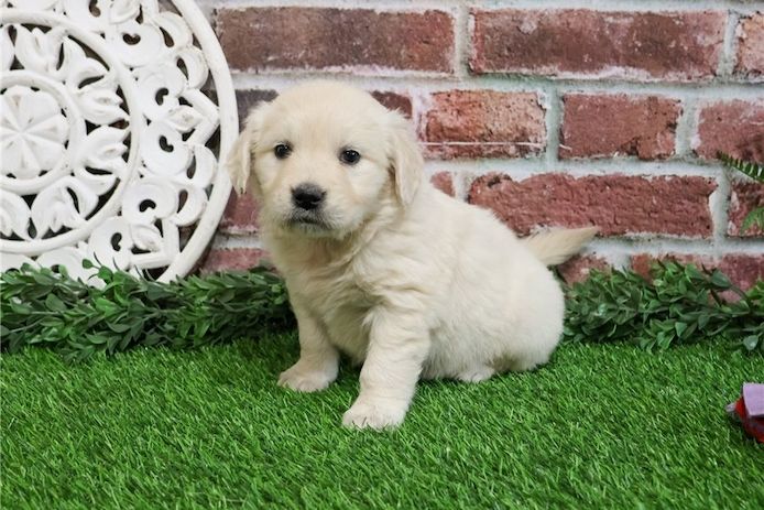 Golden Retriever-Welpen zu verkaufen.