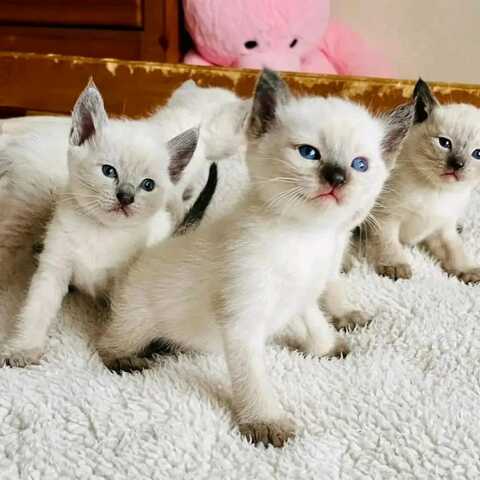 Wir haben wunderschöne Siamkätzchen, die ein liebevolles Zuhause suchen!