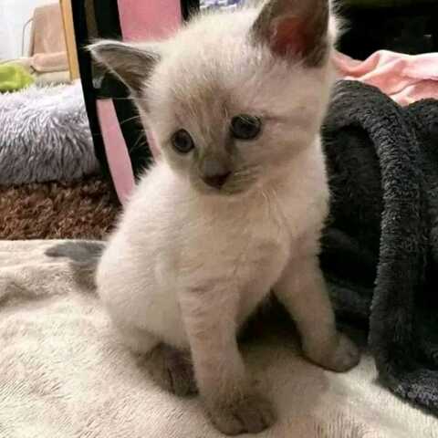 Wir haben wunderschöne Siamkätzchen, die ein liebevolles Zuhause suchen!